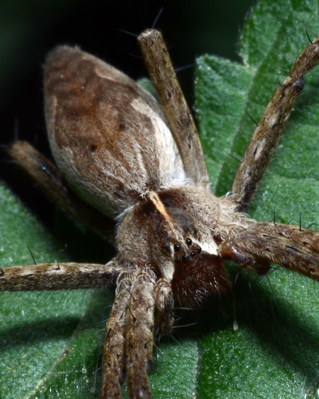Pisaura mirabilis - Sassa (AQ)